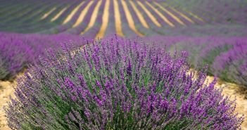 lavanda